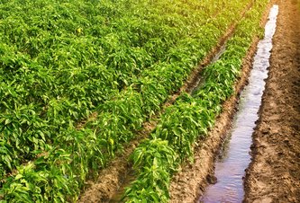 Photo „Inteligentná pôda“ umožní pestovať o 138 % väčšie plodiny s použitím o 40 % menej vody