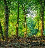 Photo Stromy a pôda neabsorbovali vlani takmer žiadny CO₂