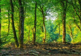 Photo Stromy a pôda neabsorbovali vlani takmer žiadny CO₂