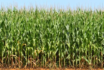 Photo Lacné riešenie na odstránenie produkcie silných skleníkových plynov na farmách