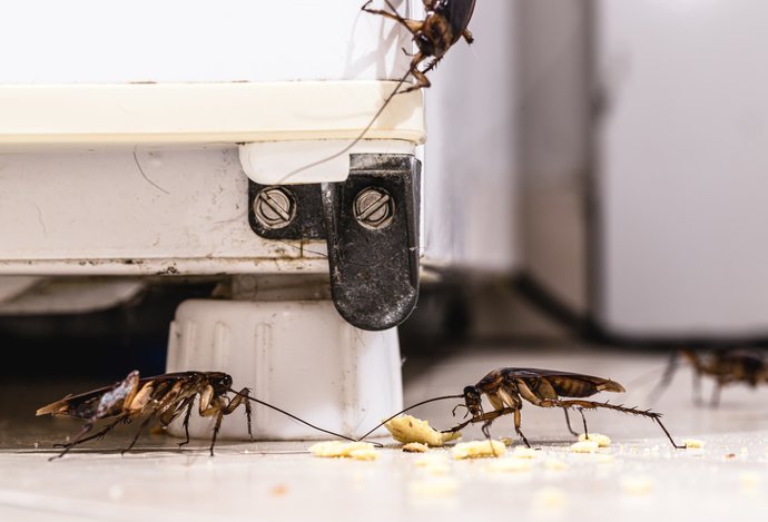 Photo Robotická továreň umožní vyrábať kyborgovské šváby ako na bežiacom páse