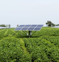 Photo Pestovanie plodín pod solárnymi panelmi prináša veľmi sľubné výsledky