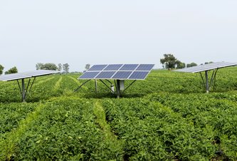 Photo Pestovanie plodín pod solárnymi panelmi prináša veľmi sľubné výsledky